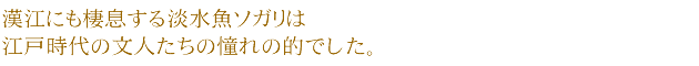 漢江にも棲息する淡水魚ソガリは江戸時代の文人たちの憧れの的でした。